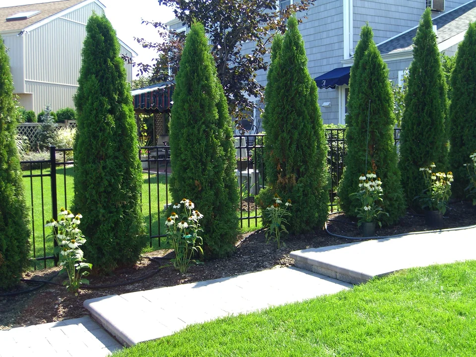 Black aluminum fence visible between evergreen plantings at a Seaford, New York residence