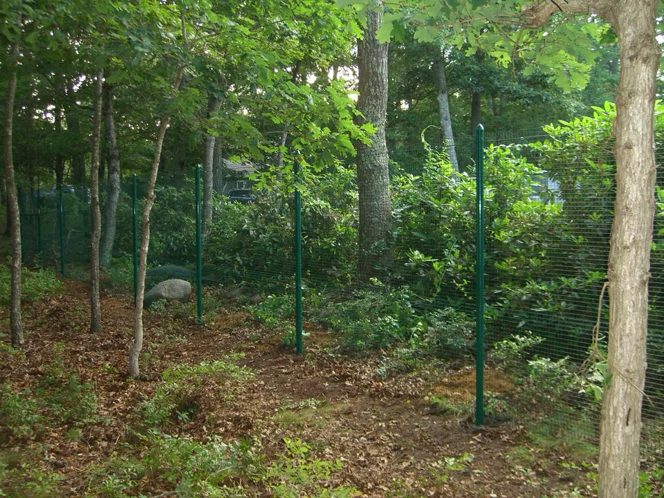 Green mesh fence on green posts running through mature woodland